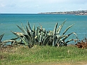 Agave a Sampieri